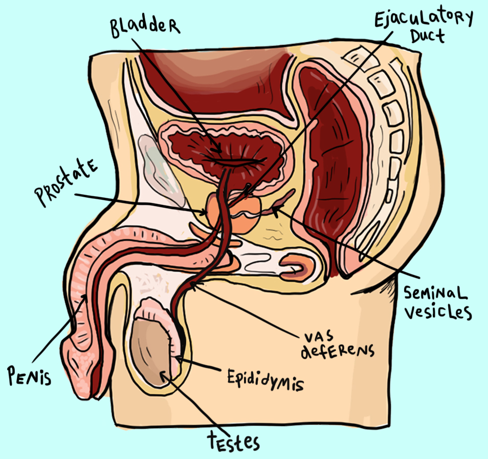 Teen girl reproductive systems 10