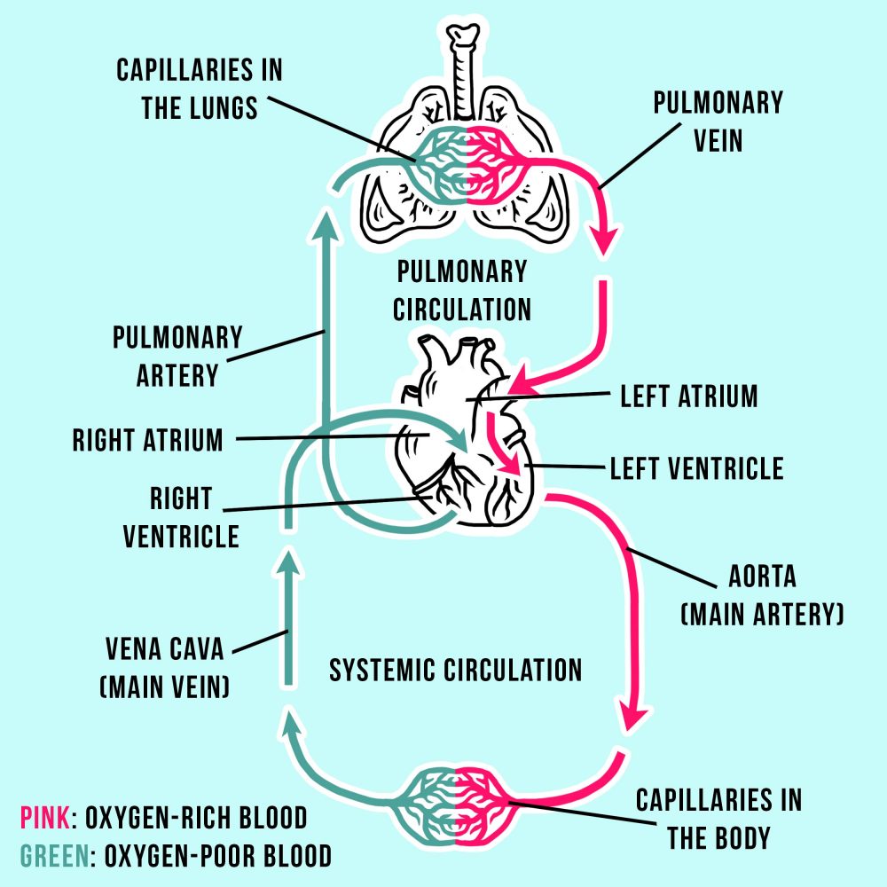 Your Self Series | Your circulatory system