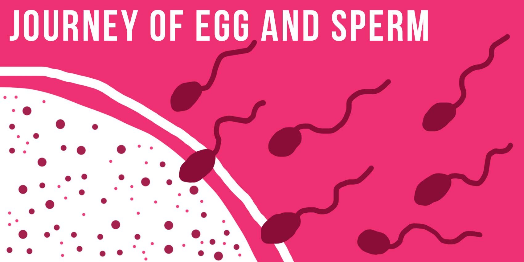 Your Self Series The journey of egg and sperm photo